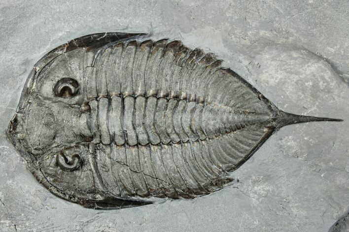 Dalmanites Trilobite Fossil - New York #295588